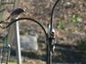 Bluebird watches Downy Woodpeckers (Picoides pubescens)