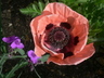 Poppy