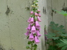 Digitalis