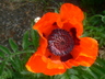 Poppy