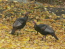 Thanksgiving Turkeys