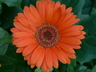 Gerber Daisy