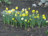 Far-Far's Daffodils