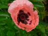 Poppy