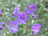 Geranium