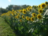 Sunflowers at Colby Farms